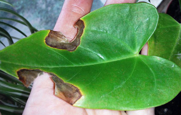 При снижении температурного режима до 15°C и ниже часто вызывает появление различных болезней Антуриум Андре